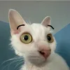 cherryshirecat