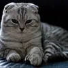 .cat_captain9