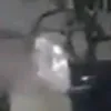 dxwid82
