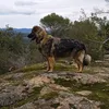 thomasino_rt01