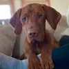 Jeffrey Vizsla