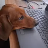 ziggythebored