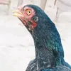 nomankhannomankhan82
