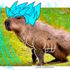 el_sapo_normix14