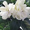 gardenias134