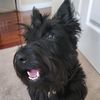 molly_thescottie2.0