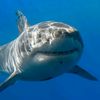 i...l0ve..sharks