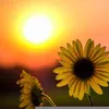 sunrisenhd