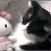 kittyno71