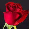 mdbelalhossain9691