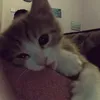 kristishaha
