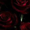 staut_ikhwa