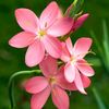 souheir_samar7