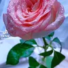asjm6