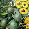 avacado714