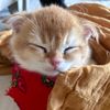toffykitten0