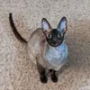black_cat.0012