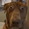 ghjfshgsnj0208