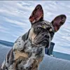nova.frenchie
