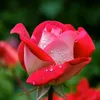 .md.biplob81