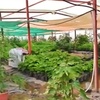 farm_abha