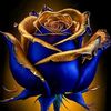 iram.khan440