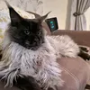 professor.thor