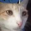 taoday0.3