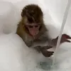 exoticov