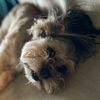 coconut_and_roseberry