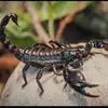 scorpio15_30