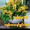 nay.aung598