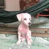gaulene