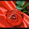 rose_al_ani