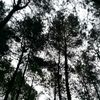 abacafzta