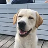 brucieeblondelab