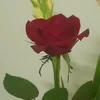 dinhduy132