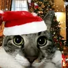 cat_lover555767