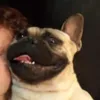 el.grdillo