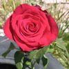 🥀🥀