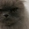 minyteddy