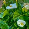 analizbethorosang
