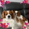 carolboylan123