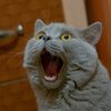 petsmust
