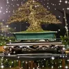 kidonbonsai0