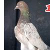 🕊چھت یارا دی 🕊