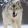 userg6j2ctkzj9