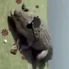 abmujiibhcahar