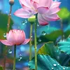 lequyen_895