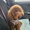 mochi_23d